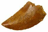 Serrated Raptor Tooth - Real Dinosaur Tooth #300849-1